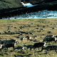 This puts these caribou at risk!
